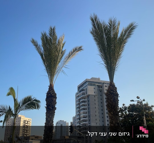 עצים גבוהים עם עלים ירוקים בשמיים כחולים